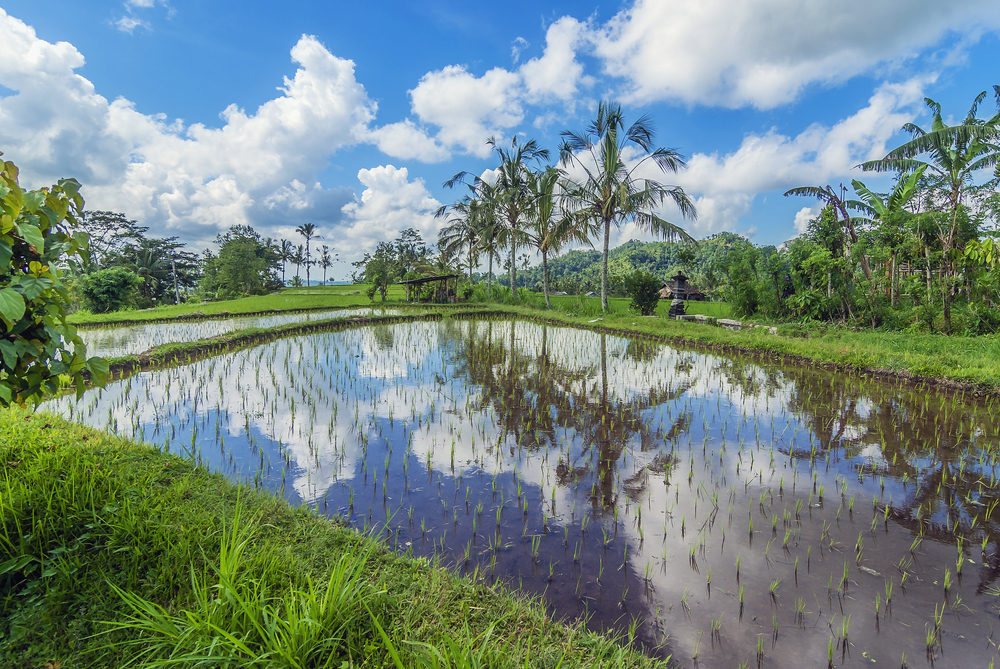 Subak – The cultural Landscape of Bali
